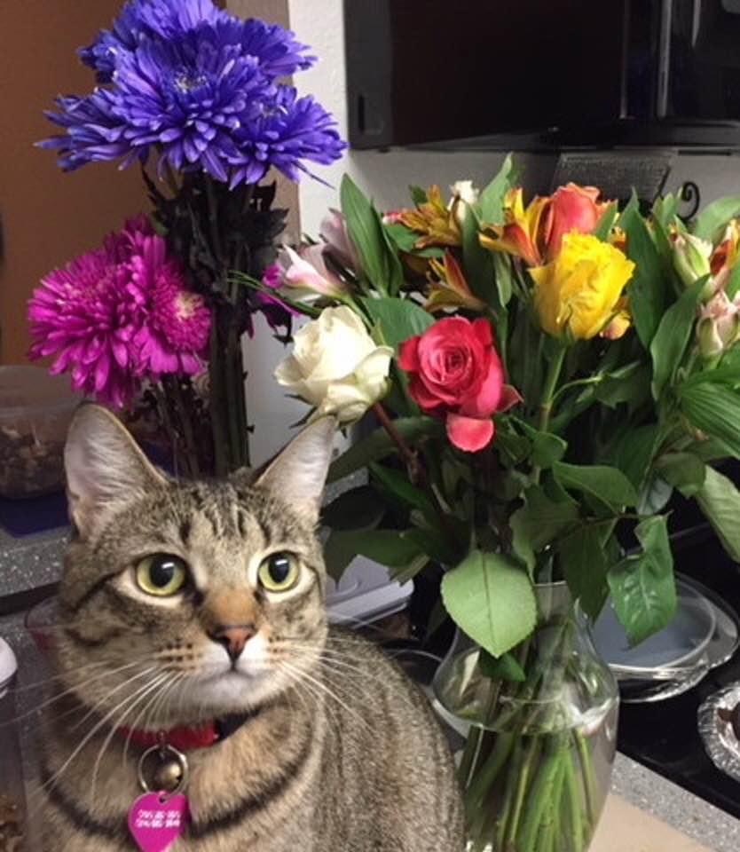 Marlo Kimmel, MarloKimmel.com, Marlo Kimmel Pet Whisperer