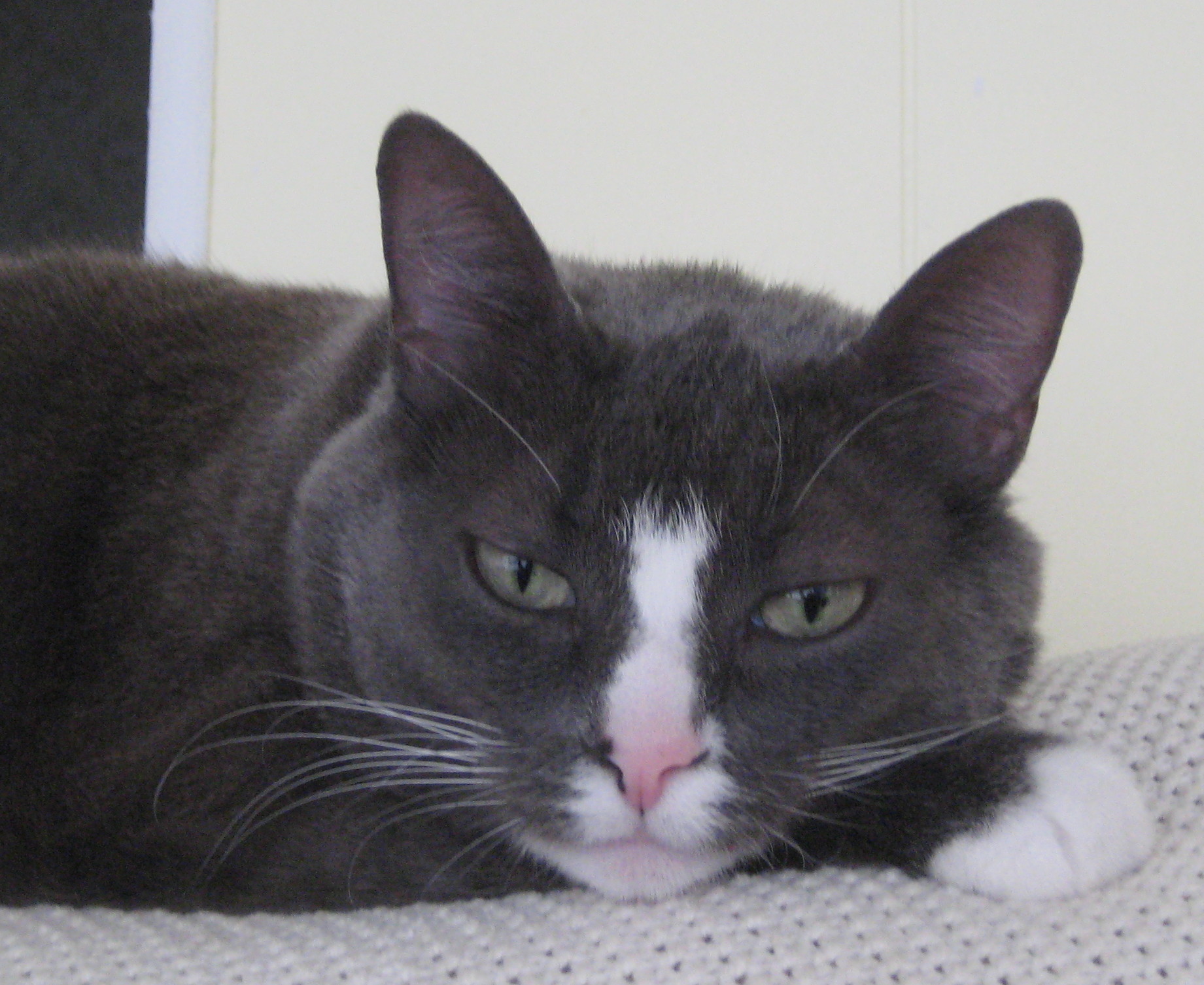 Marlo Kimmel, MarloKimmel.com, Marlo Kimmel Pet Whisperer